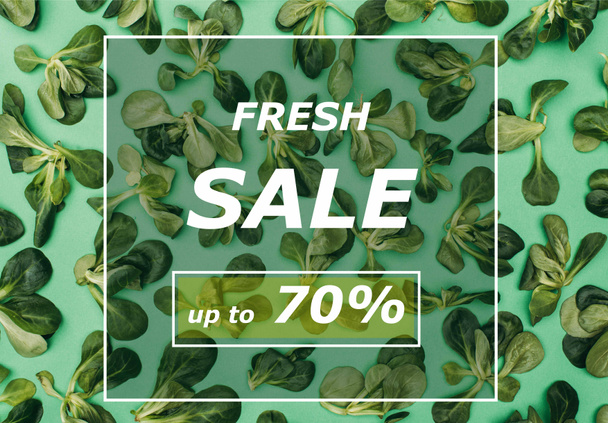 言葉新鮮な販売とグリーンの美しい新鮮な緑の葉と白い正方形のフレームの上から見る - 写真・画像