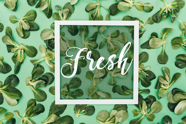 vista superior de marco cuadrado blanco con palabra fresca y hermosa hojas verdes frescas en verde
 - Foto, imagen