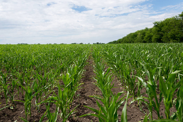 Champ vert avec culture de maïs sur un fond de ciel bleu avec des nuages. Agriculture.Ukraine
  - Photo, image