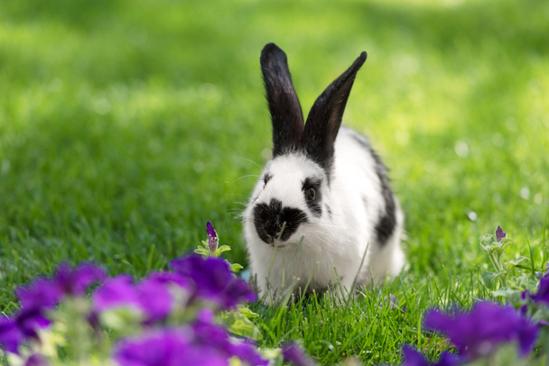 schattig zwart-wit konijntje op groen gras in de buurt van paarse tabak bloemen - Foto, afbeelding