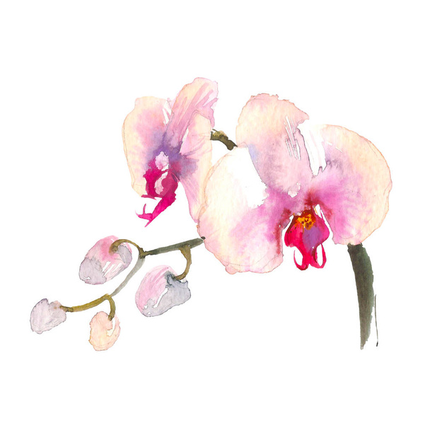 Hand drawn watercolor illustration of tender pink orchid branch isolated on the white background. Tropical flowers of Hawaii, Thailand, Asia - Fotó, kép