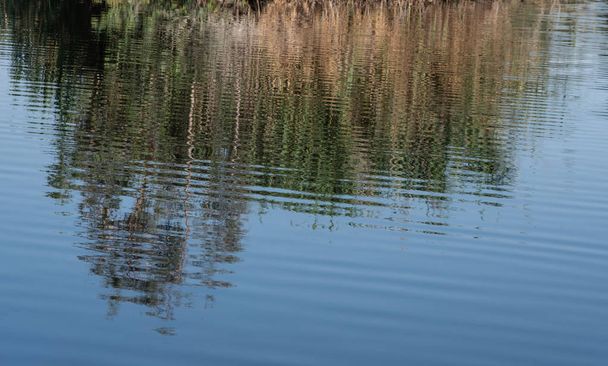 Reflet de plantes lacustres colorées réfléchies sur l'eau créant un beau fond coloré
       - Photo, image