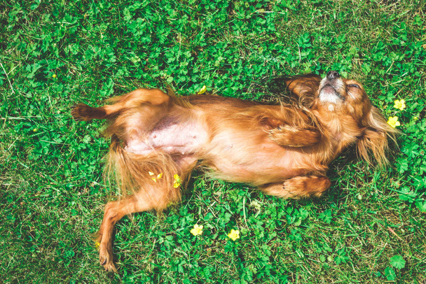 happy dog puppy as lying in the grass - Photo, Image
