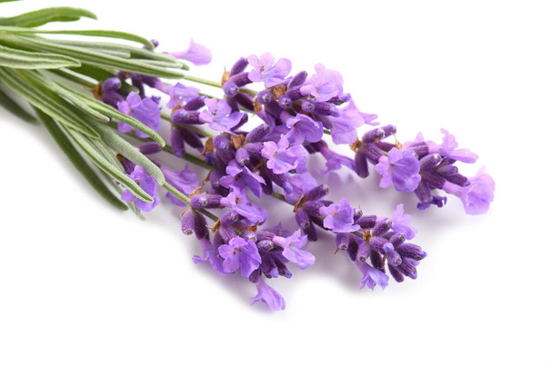 Bouquet of lavender  on a white background. - Foto, afbeelding