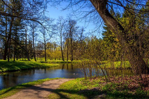 Słonecznym parku Catherine wiosna. Puszkina, Leningrad region - Zdjęcie, obraz