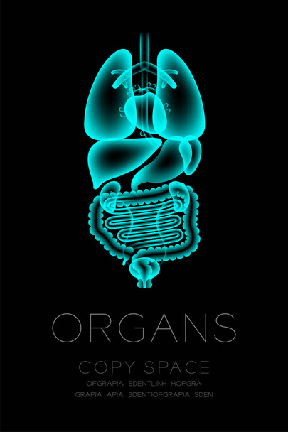 Conjunto de raios X de órgãos masculinos, ideia de conceito normal ilustração brilho isolado no fundo escuro, com texto de órgão e espaço de cópia
 - Vetor, Imagem