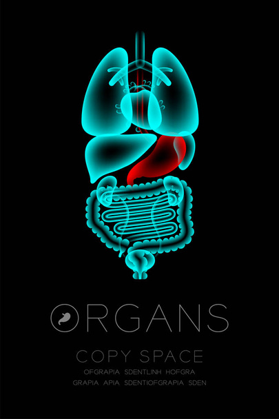 Conjunto de rayos X de órganos masculinos, concepto de infección estomacal idea ilustración de color rojo resplandor aislado en el fondo oscuro, con icono de texto de órgano y espacio de copia
 - Vector, Imagen