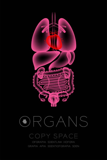 Vrouwelijke organen X-ray set, hart infectie concept idee rode kleur illustratie geïsoleerd gloed in de donkere achtergrond, met orgel tekst pictogram en kopie ruimte - Vector, afbeelding