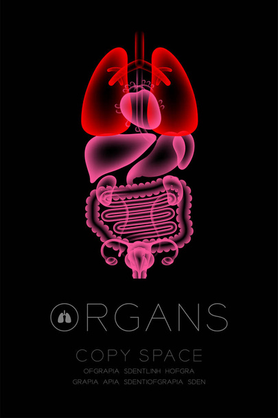 Conjunto de rayos X de órganos femeninos, idea de concepto de infección pulmonar ilustración de color rojo resplandor aislado en el fondo oscuro, con icono de texto de órgano y espacio de copia
 - Vector, Imagen