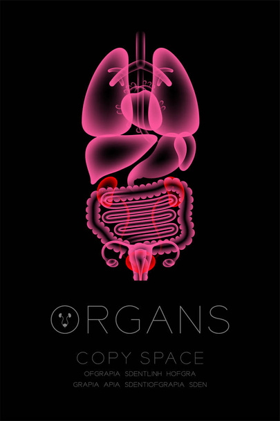 Conjunto de rayos X de órganos femeninos, concepto de infección renal y vesical idea ilustración de color rojo brillo aislado en el fondo oscuro, con icono de texto de órgano y espacio de copia
 - Vector, Imagen