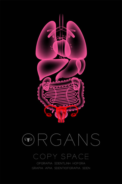 Conjunto de rayos X de órganos femeninos, concepto de infección de útero y ovarios idea ilustración de color rojo resplandor aislado en el fondo oscuro, con icono de texto de órgano y espacio de copia
 - Vector, Imagen