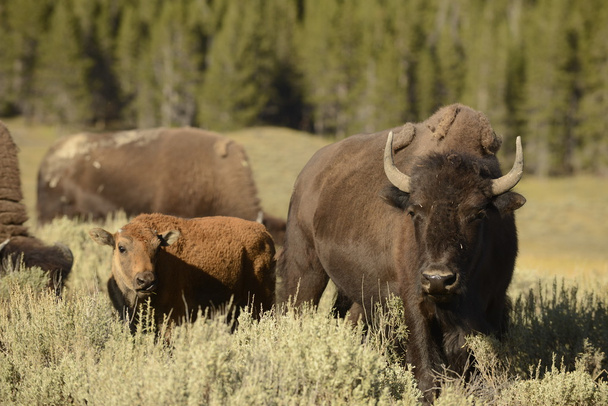 Bisonte di bufalo nella valle di Lamar Yellowstone
 - Foto, immagini