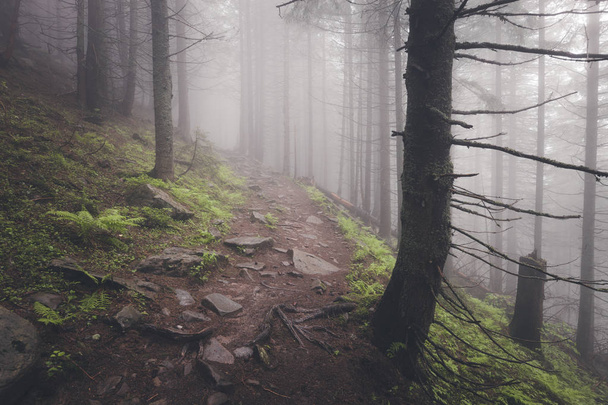 Beautiful view of mysterious foggy green summer forest - Fotografie, Obrázek