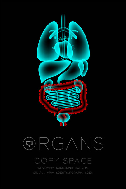 Conjunto de rayos X de órganos masculinos, concepto de infección de intestino grueso idea ilustración de color rojo brillo aislado en el fondo oscuro, con icono de texto de órgano y espacio de copia
 - Vector, Imagen