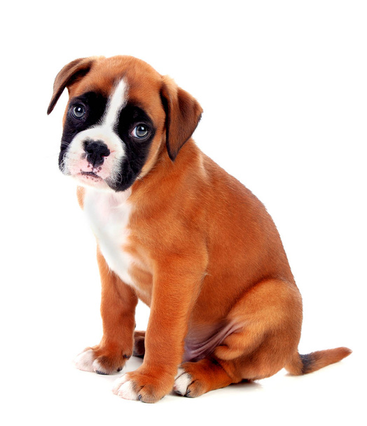 Beyaz arka plan üzerinde izole şirin boxer köpek yavrusu - Fotoğraf, Görsel