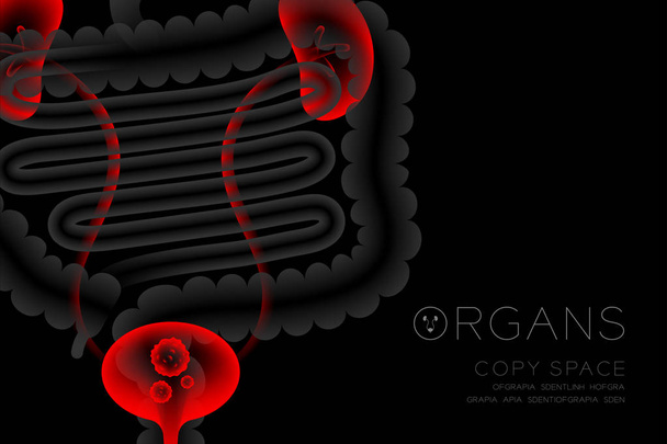 X-ray narządów człowieka zestaw, nerek i pęcherza moczowego zakażenia koncepcja idei czerwony ilustracja kolor na białym tle blask na ciemnym tle, z narządów tekst ikony i kopiować miejsca - Wektor, obraz