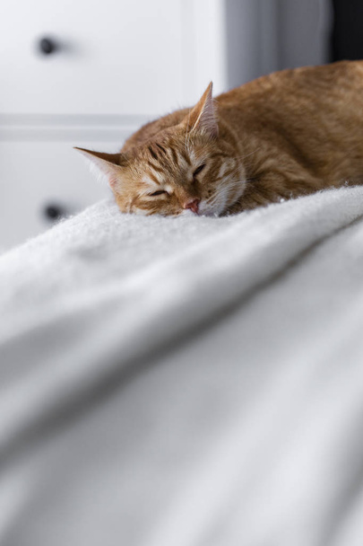 red cat sleeps on a black bed, on a light plaid in a white interior - Fotoğraf, Görsel