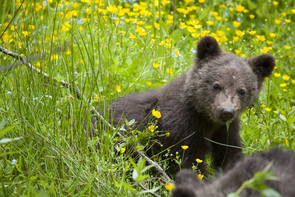 medvídě svěží květ žlutá pole při pohledu na fotoaparát z zelené trávy - Fotografie, Obrázek