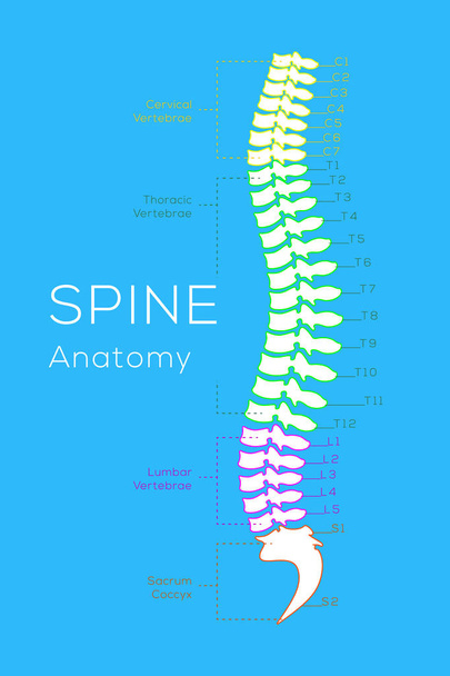 Vertebral sütun. Tüm vertebra servikal torasik lomber sakral ve Koksigeal. Tıp bilimi eğitim insan vücudu anatomisi Infographic - Vektör, Görsel