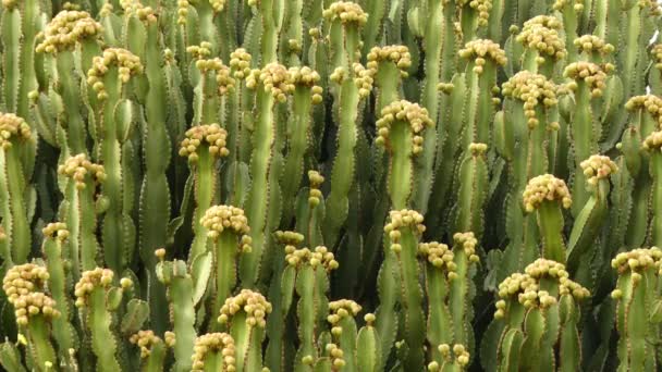 Euphorbia abyssinica is species of plant in Euphorbiaceae family. It is endemic to Ethiopia, Somalia, Sudan and Eritrea. It was first described in 1791, by botanist Johann Friedrich Gmelin. - Footage, Video