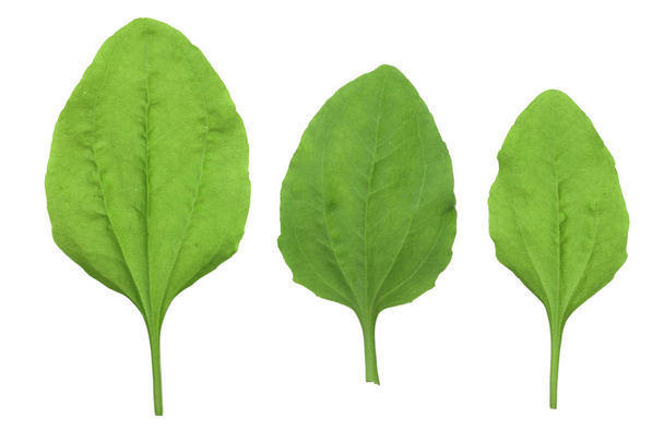 frische Wegerich Blätter isoliert auf weißem Hintergrund - Foto, Bild