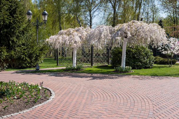 Park miejski słoneczny wiosna zielony z drogi i pięknych drzew alei - Zdjęcie, obraz