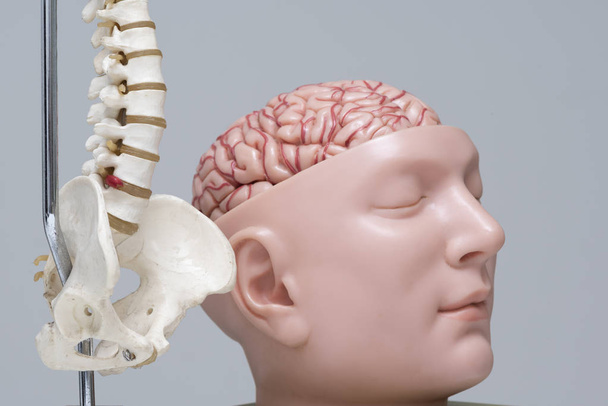 Τεχνητή ανθρώπινου οσφυϊκής μοίρας της σπονδυλικής στήλης και του εγκεφάλου μοντέλο στο ιατρείο - Φωτογραφία, εικόνα
