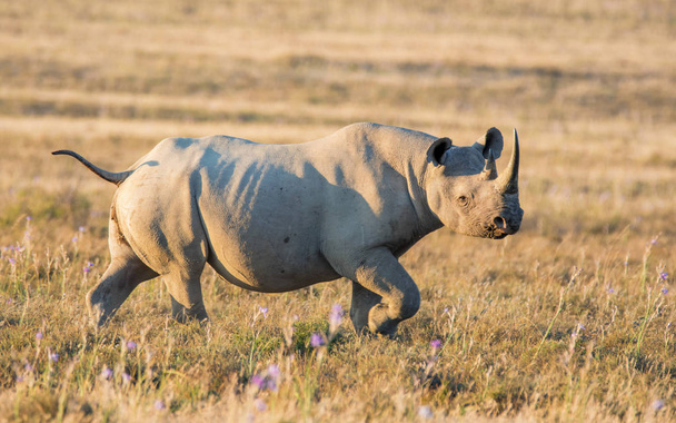 Un solitario adulto rinoceronte negro en pastizales en el sur de África
 - Foto, imagen