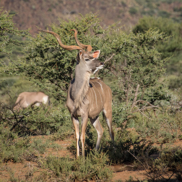 アフリカ南部の bushveldt に立っている大人のクーズー ・ ブル - 写真・画像