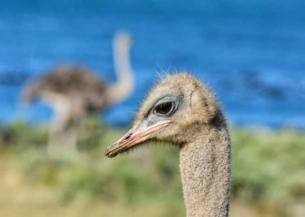A closeup facial portrait of an Ostrich in Southern Africa - Фото, изображение