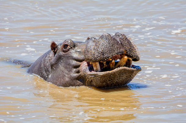 Hippo in a river in the Caprivi Strip, Namibia - Photo, image