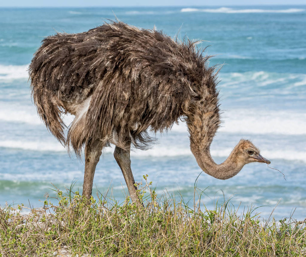 Юный страус у океана в Южной Африке
 - Фото, изображение