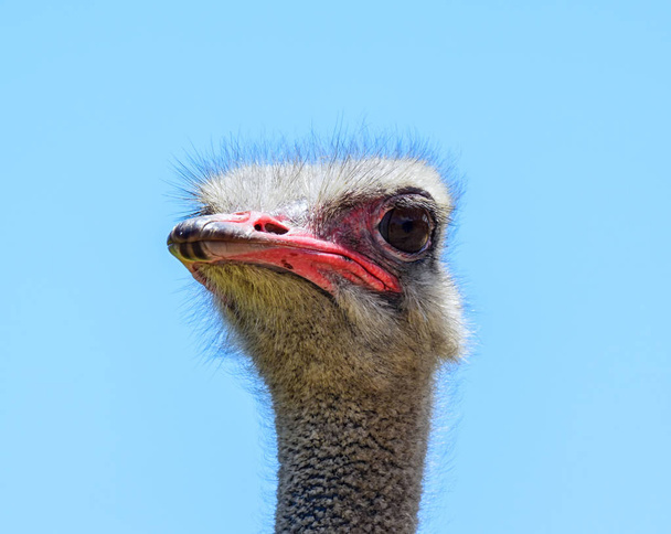 A closeup facial portrait of an Ostrich in Southern Africa - Φωτογραφία, εικόνα