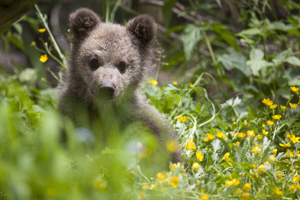 cub oefenen in groen grasveld met gele bloemen op zonnige dag kijken naar camera close-up - Foto, afbeelding