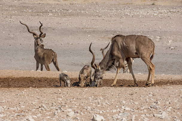 Koedoe stieren en wrattenzwijnen in een gieter gat in Namibian savanne - Foto, afbeelding