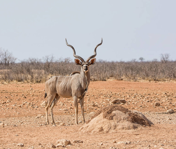 Een stier van de Koedoe permanent in Namibische savanne - Foto, afbeelding