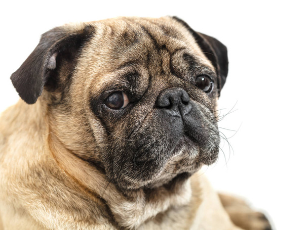 portrait of a pug close-up on white background - Foto, immagini
