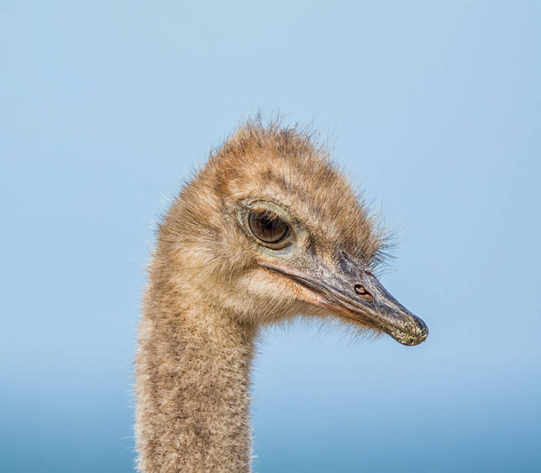 juvenile Ostrich by the ocean in Southern Africa - Photo, Image