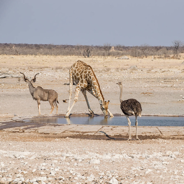 A Giraffe drinking at a watering hole in Namibian savanna - Фото, зображення
