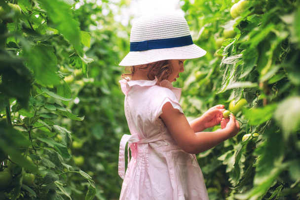 Linda niña jardinero recogió tomates orgánicos en invernadero. Horticultura
. - Foto, imagen