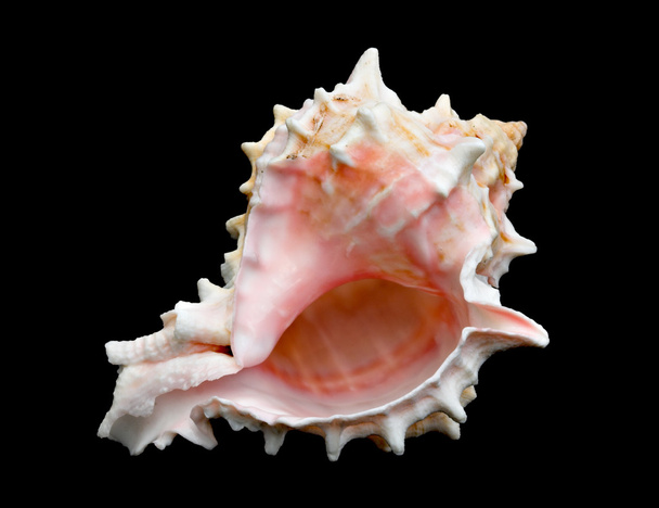 Seashell Over zwarte #8 (Conch) - Foto, afbeelding