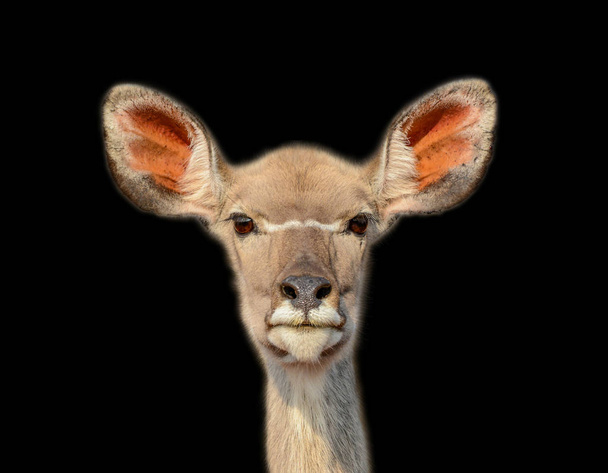 donkere portret van vrouwelijke koedoe antelope - Foto, afbeelding