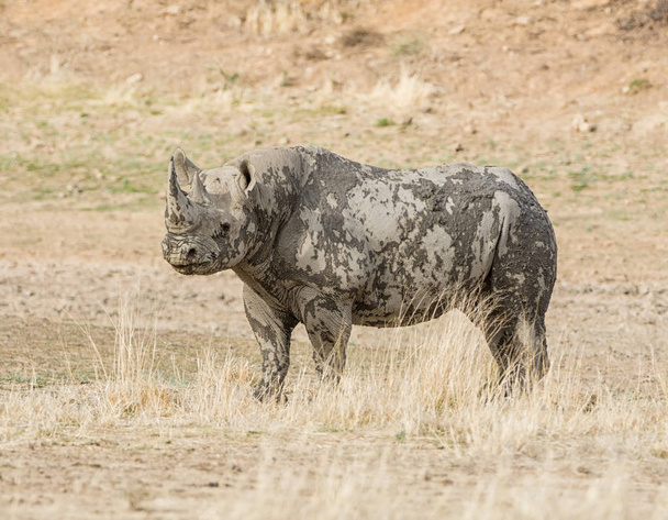 Black Rhinoceros in Southern African savanna  - Photo, Image