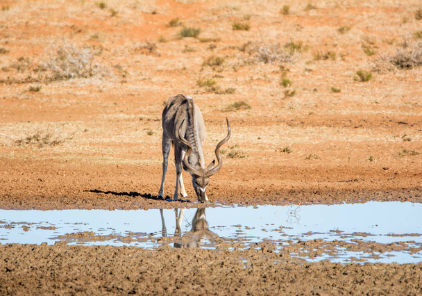 Koedoe stier in een gieter gat in zuidelijke Afrikaanse savanne - Foto, afbeelding