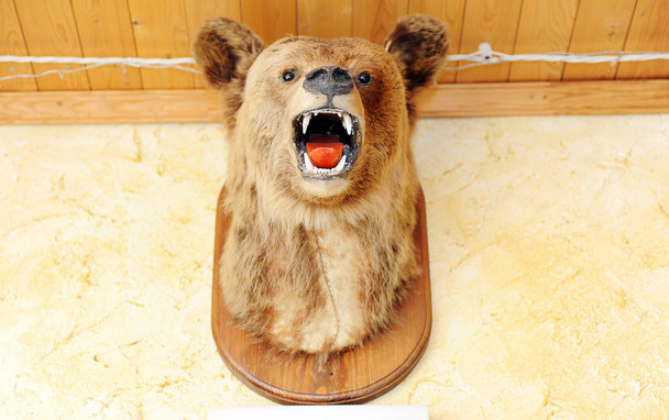 Stuffed head of russian bear with open mouth on the wall - Foto, imagen