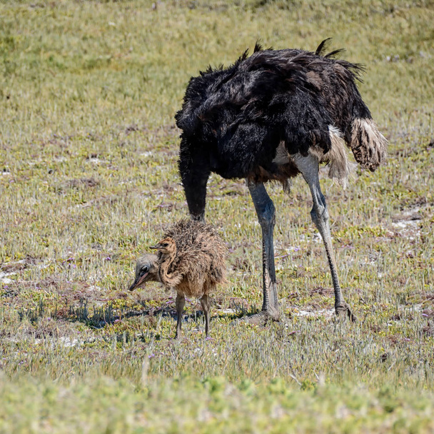 Een mannelijke struisvogel foerageren met één van zijn kuikens in zuidelijk Afrika - Foto, afbeelding