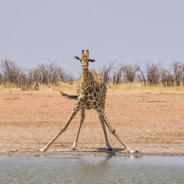 A Giraffe drinking at a watering hole in Namibian savanna - 写真・画像
