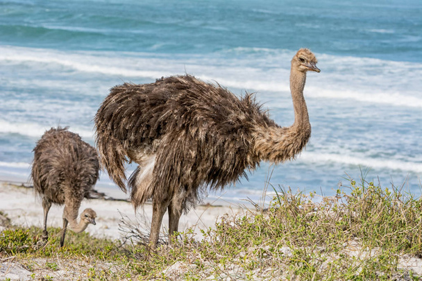 juvenile Ostrich by the ocean in Southern Africa - Фото, изображение