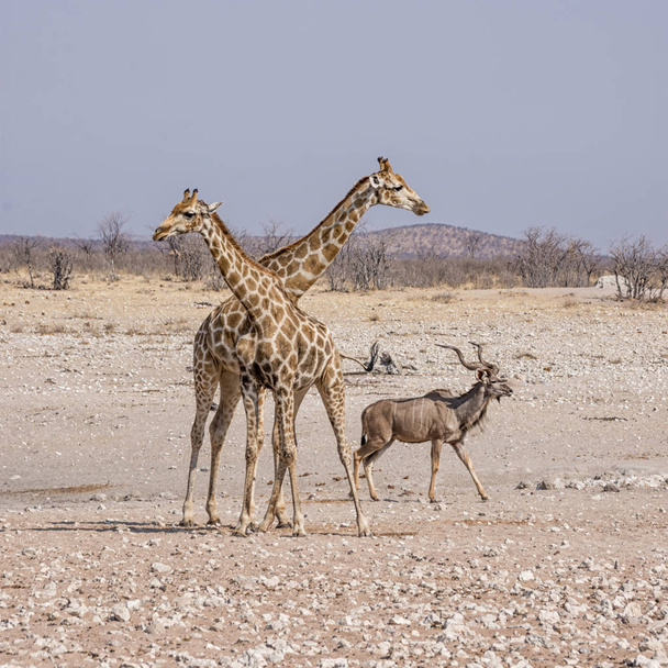 Een paar van giraffen en koedoe stier in Namibian savanne - Foto, afbeelding