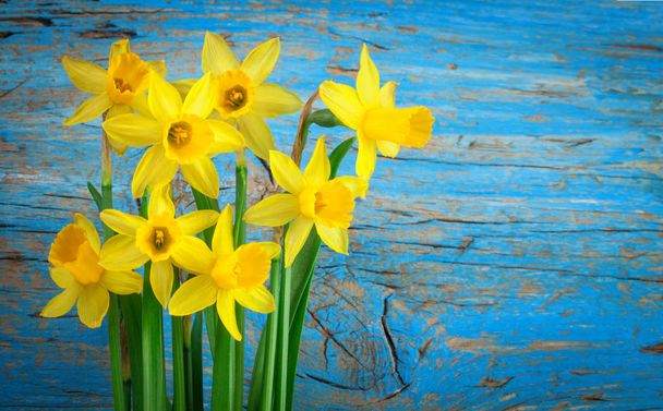 Fond en bois bleu avec des fleurs jaunes jonquilles
 - Photo, image
